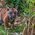 slides/IMG_1519.jpg sumatran, tiger, cub, wildlife, feline, big cat, cat, predator, fur, marking, stripe, eye, play WBCW113 - Sumatran Tiger Cubs